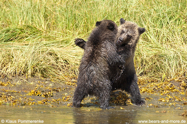 Grizzlybär / Grizzly Bear (Ursus arctos)