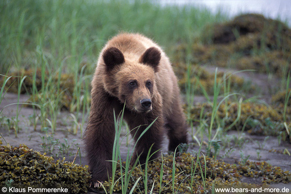 Grizzlybär / Grizzly Bear (Ursus arctos)