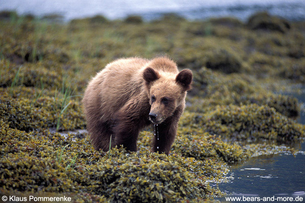 Grizzlybär / Grizzly Bear (Ursus arctos)