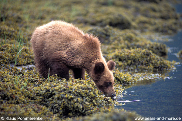 Grizzlybär / Grizzly Bear (Ursus arctos)