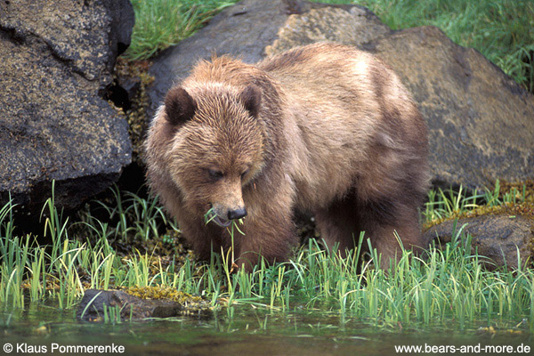 Grizzlybär / Grizzly Bear (Ursus arctos)