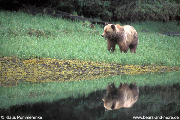 Grizzlybär / Grizzly Bear (Ursus arctos)