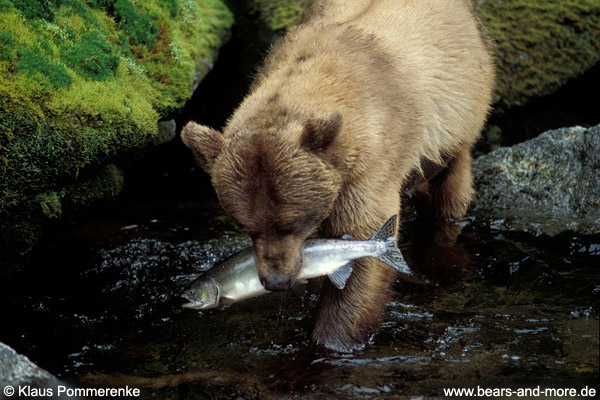 Grizzlybär / Grizzly Bear (Ursus arctos)