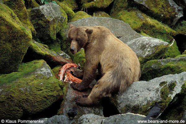 Grizzlybär / Grizzly Bear (Ursus arctos)