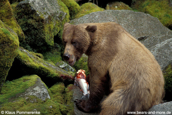 Grizzlybär / Grizzly Bear (Ursus arctos)