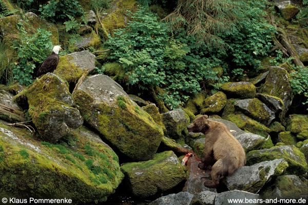 Grizzlybär / Grizzly Bear (Ursus arctos)