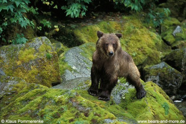 Grizzlybär / Grizzly Bear (Ursus arctos)