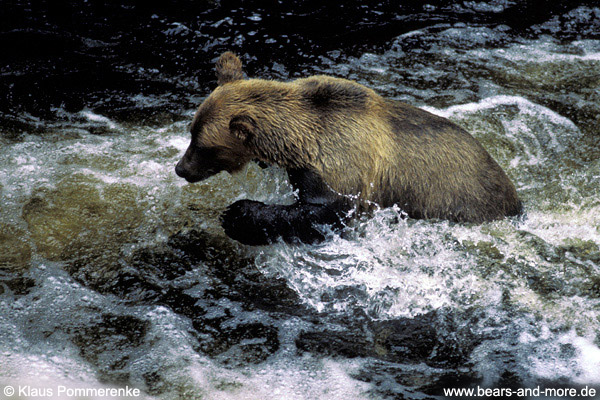 Grizzlybär / Grizzly Bear (Ursus arctos)