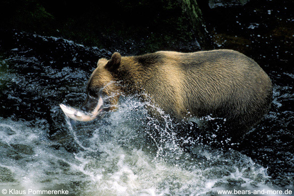 Grizzlybär / Grizzly Bear (Ursus arctos)