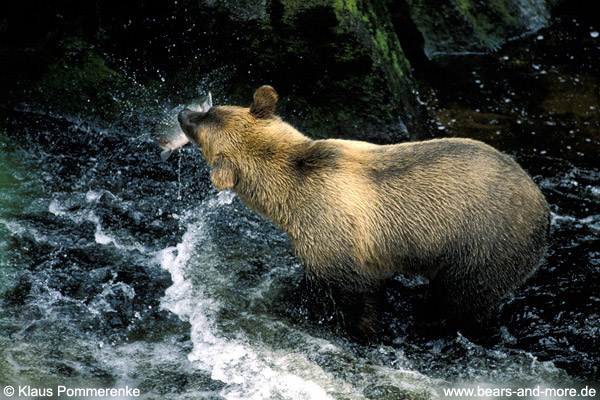 Grizzlybär / Grizzly Bear (Ursus arctos)