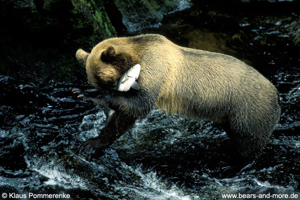 Grizzlybär / Grizzly Bear (Ursus arctos)