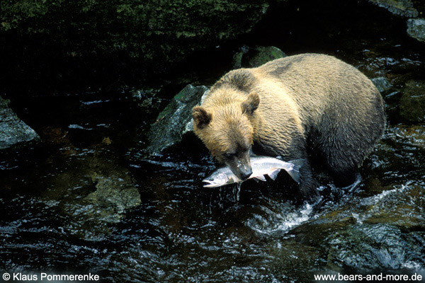 Grizzlybär / Grizzly Bear (Ursus arctos)