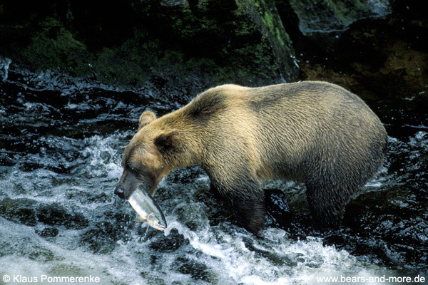 Grizzlybär / Grizzly Bear (Ursus arctos)