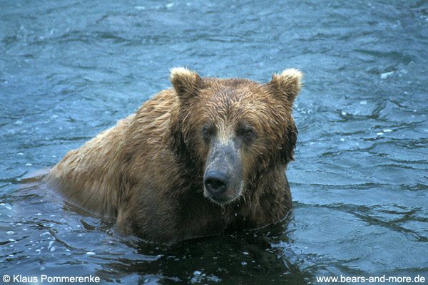 Grizzlybär / Grizzly Bear (Ursus arctos)