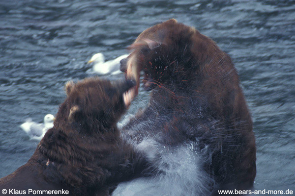 Grizzlybär / Grizzly Bear (Ursus arctos)