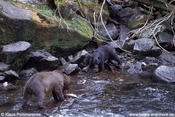 Begegnung von Grizzly und Schwarzbär / Grizzly and Black Bear encounter