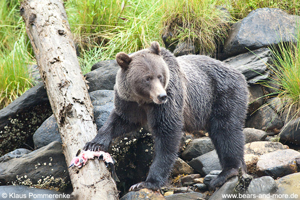 Grizzlybär / Grizzly Bear (Ursus arctos)