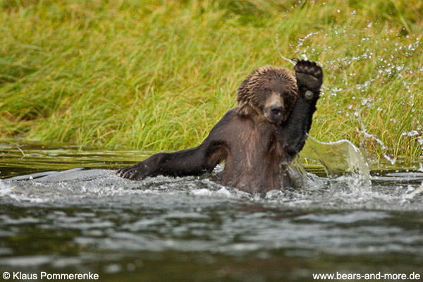 Grizzlybär / Grizzly Bear (Ursus arctos)