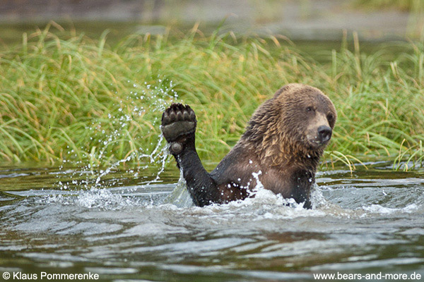 Grizzlybär / Grizzly Bear (Ursus arctos)