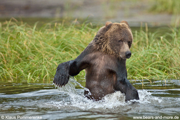 Grizzlybär / Grizzly Bear (Ursus arctos)