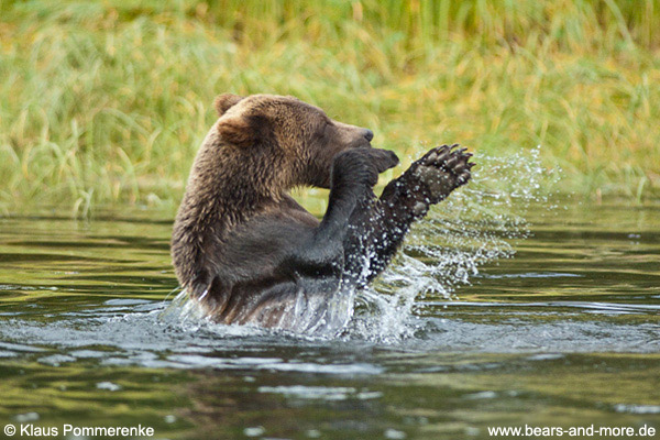 Grizzlybär / Grizzly Bear (Ursus arctos)