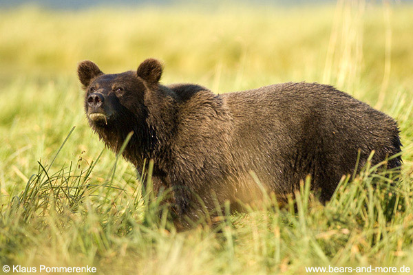 Grizzlybär / Grizzly Bear (Ursus arctos)