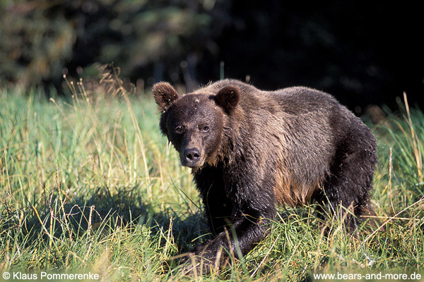 Grizzlybär / Grizzly Bear (Ursus arctos)