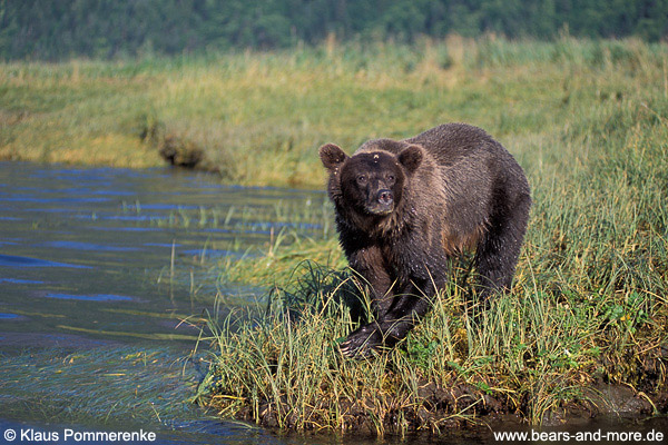 Grizzlybär / Grizzly Bear (Ursus arctos)