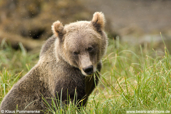 Grizzlybär / Grizzly Bear (Ursus arctos)