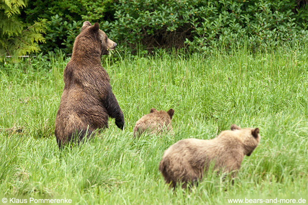 Grizzlybär / Grizzly Bear (Ursus arctos)