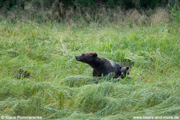 Grizzlybär / Grizzly Bear (Ursus arctos)