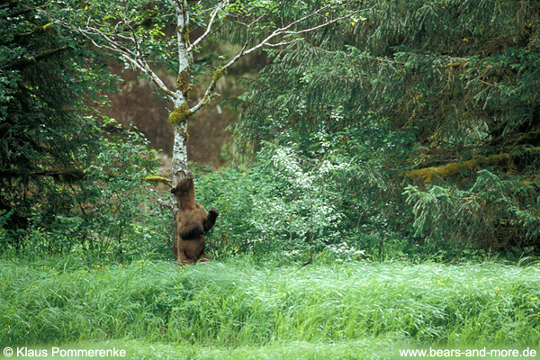 Grizzlybär / Grizzly Bear (Ursus arctos)