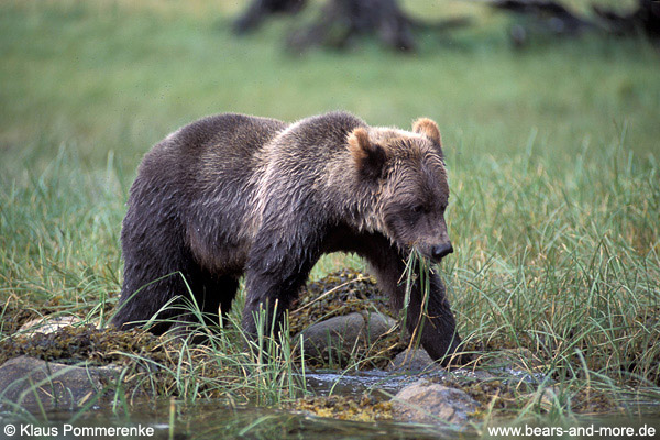 Grizzlybär / Grizzly Bear (Ursus arctos)