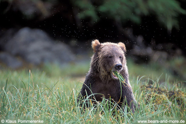 Grizzlybär / Grizzly Bear (Ursus arctos)