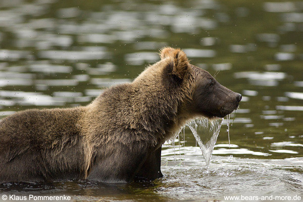 Grizzlybär / Grizzly Bear (Ursus arctos)