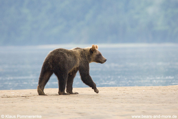 Grizzlybär / Grizzly Bear (Ursus arctos)