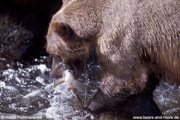 Grizzlybär / Grizzly Bear (Ursus arctos)