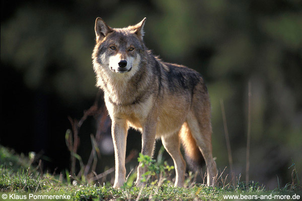 Wolf / Wolf (Canis lupus)