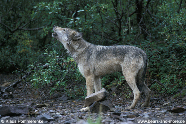 Wolf / Wolf (Canis lupus)