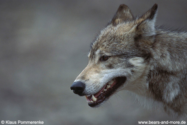 Wolf / Wolf (Canis lupus)