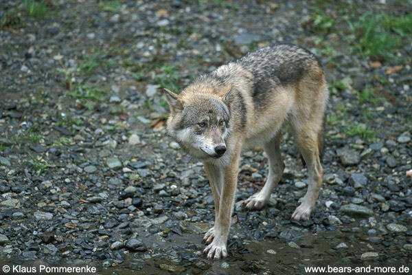 Wolf / Wolf (Canis lupus)