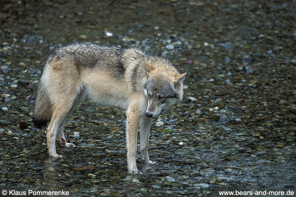 Wolf / Wolf (Canis lupus)
