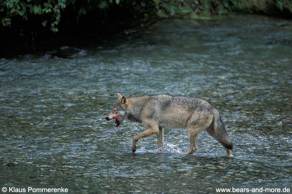 Wolf / Wolf (Canis lupus)