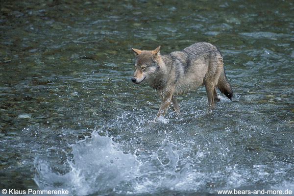 Wolf / Wolf (Canis lupus)