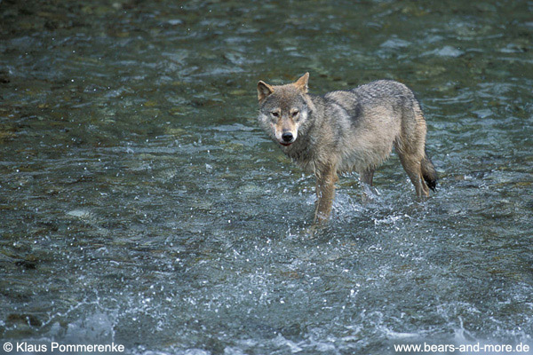 Wolf / Wolf (Canis lupus)