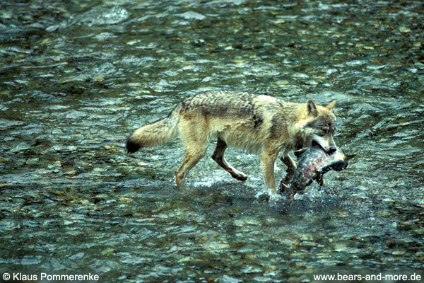 Wolf / Wolf (Canis lupus)