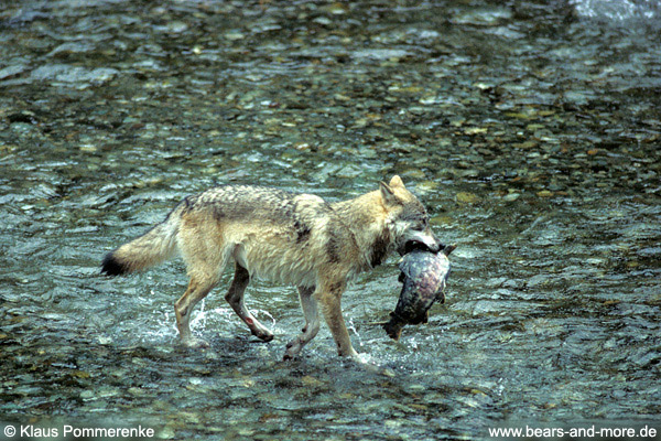 Wolf / Wolf (Canis lupus)