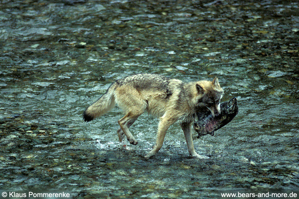 Wolf / Wolf (Canis lupus)