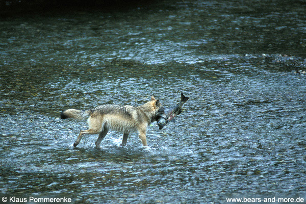 Wolf / Wolf (Canis lupus)