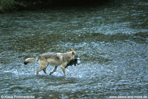 Wolf / Wolf (Canis lupus)